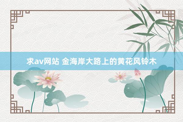 求av网站 金海岸大路上的黄花风铃木