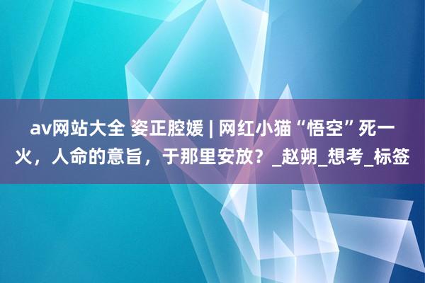 av网站大全 姿正腔媛 | 网红小猫“悟空”死一火，人命的意旨，于那里安放？_赵朔_想考_标签