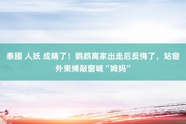 泰國 人妖 成精了！鹦鹉离家出走后反悔了，站窗外束缚敲窗喊“姆妈”